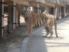 -大连森林动物园