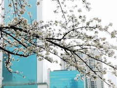 -西北湖绿化广场