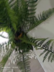 -HEYAN荷妍专业脱毛连锁机构