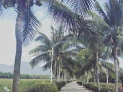 -亚龙湾国际玫瑰谷