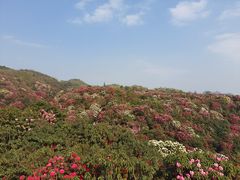 -贵州百里杜鹃风景名胜区