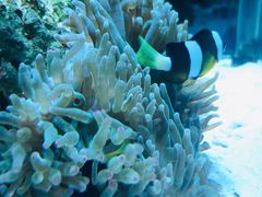 -太平洋海底世界