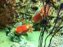 -北戴河圣蓝海洋公园