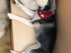 -Husky Go! 哈士奇体验馆·宠物咖啡厅狗咖