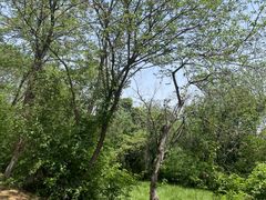 -盘龙城国家考古遗址公园