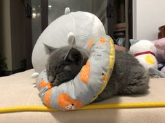 -安安宠医·安宠宠物医院