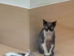 -椰子不语 椰子鸡火锅(淮海店)