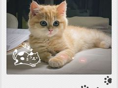 -欣宠猫屋·矮脚拿破仑·蓝金金渐层