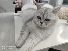 -喵的天空名猫咖啡馆·撸猫·猫舍·用品