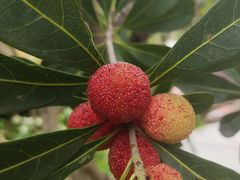 -安庆馄饨店(园东路店)