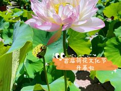 -莲花池公园