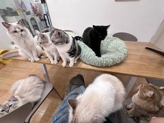 -有喵·猫咖·狗咖·30几只猫10只小狗(岗厦店)