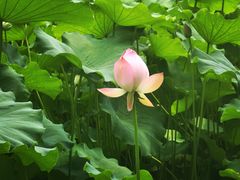 -四川大学(华西校区)