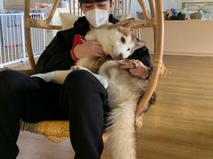 -Husky Go! 哈士奇体验馆·宠物咖啡厅狗咖