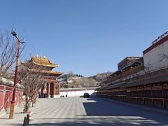 -塔尔寺-菩提树