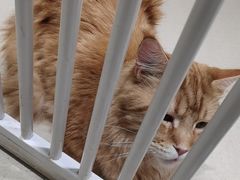 -藏猫猫咖啡主题馆(中央大道店)