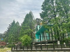 -铁山坪森林公园