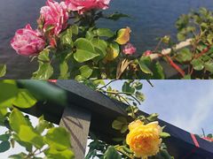 -大理洱海