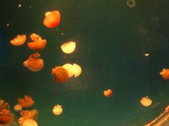 -南昌海洋公园