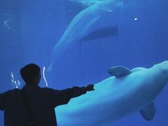 -海合安成都极地海洋公园