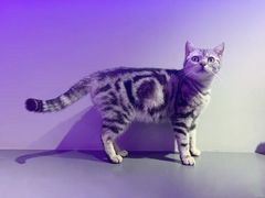 -极木²邸 人与宠物·互动社区