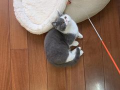 -翊宠yipet猫狗购宠庄园犬舍•猫舍