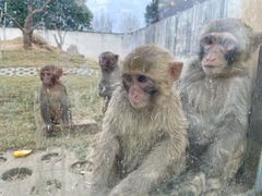 -武汉紫薇都市田园