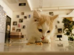 -平行世界·猫咖(首经贸店)
