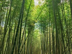 -宁波浙东大竹海景区