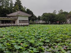 -荔湾湖公园