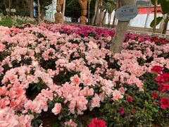 -石家庄市植物园