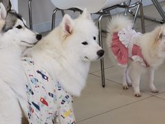 -怪兽屋·羊驼·猫咖·狗咖(俊华广场店)