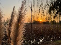 -泗洪洪泽湖湿地景区