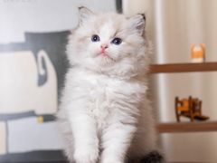 -小猫来了·猫舍(红山六九七九店)