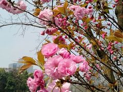 -百林公园-两江幸福广场