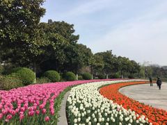 -上海鲜花港