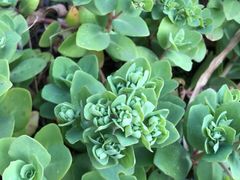 -昆山城市生态森林公园