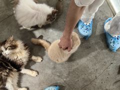 -more than meow吴止猫主题餐厅(承德 中船汇店)