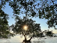 -宝安西湾红树林湿地公园