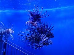 -太平洋海底世界