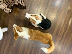 -柯斗斗主题餐厅·狗咖·围炉煮茶·茶饮(国瑞升平里店)