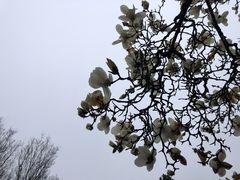 -寂照庵