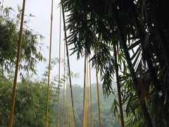 -川西竹海景区