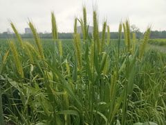 -汉长安城未央宫国家考古遗址公园