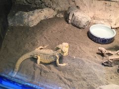 -上海大自然野生昆虫馆