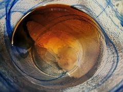 -佛山希尔顿酒店·融誉亚洲美食荟