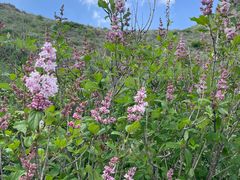 -白草畔自然风景区