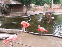 -清迈夜间动物园