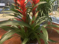 -芜湖富力万达嘉华酒店·美食汇海鲜自助餐厅 (万达店)