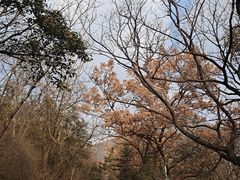 -抱犊崮国家森林公园